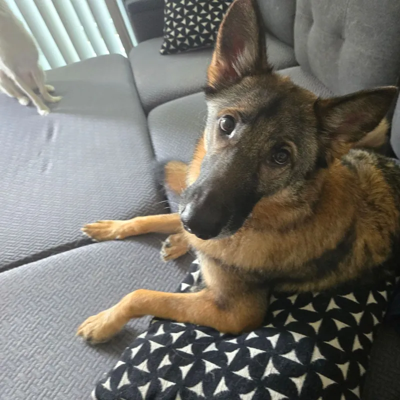 Indy, a German Shepherd