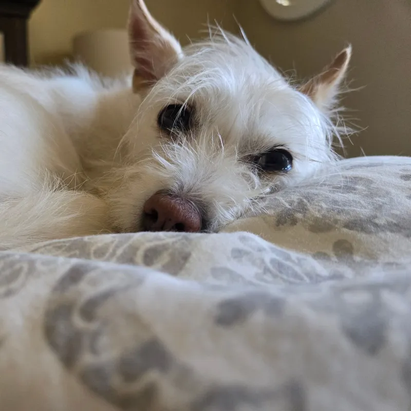 Kyla, a Westie/Spitz mix